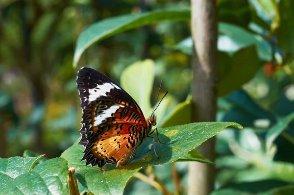 Leopar Lacewing (Cethosia cyane) — Stok fotoğraf