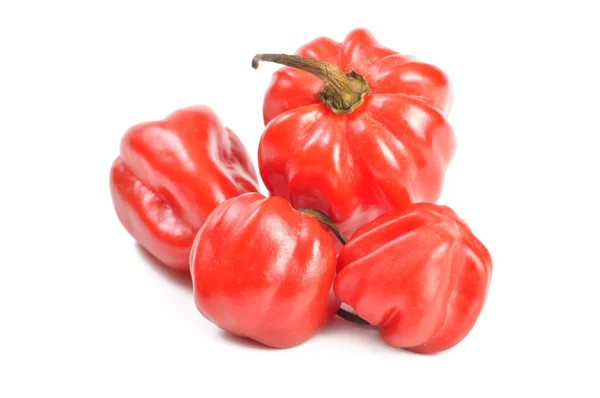 Scotch bonnet peppers (chili) — Stock Photo, Image