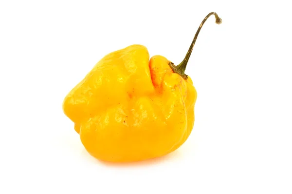 Scotch bonnet peppers (chili) — Stock Photo, Image