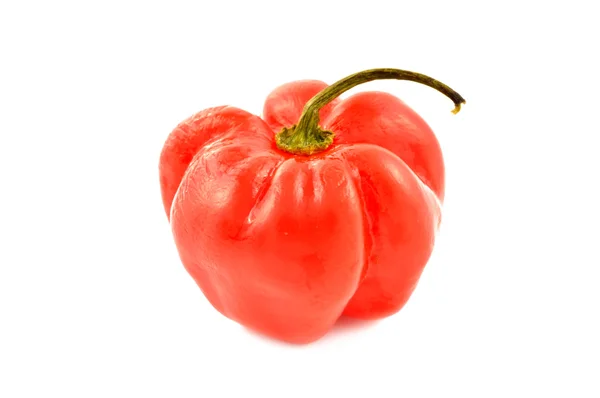 Scotch bonnet peppers (chili) — Stock Photo, Image