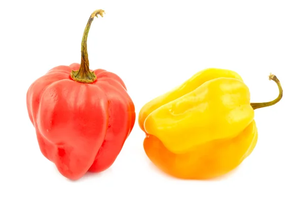 Scotch bonnet peppers (chili) — Stock Photo, Image