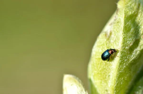 Green leaf beetle (Chrysolina herbacea) — Stock Photo, Image