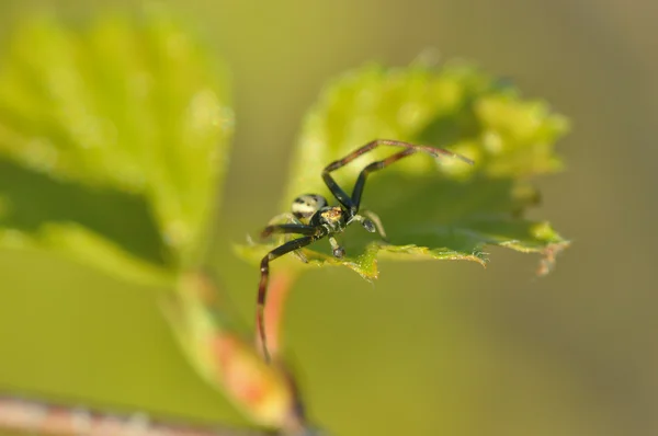 Araña cangrejo (Thomisoidea ) — Foto de Stock