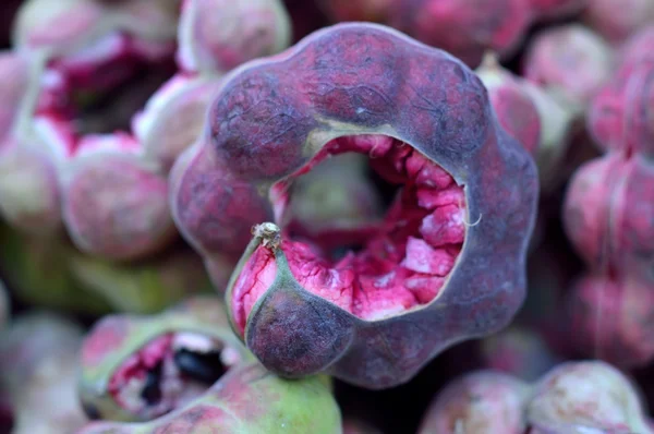 Tamarind (Tamarindus indica) — Stock fotografie