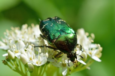 Chafer böceği (Cetonia aurata)