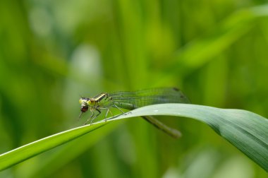 Yusufçuk (değişken kızböcekleri)