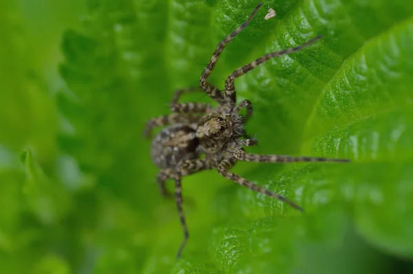 Αράχνη λύκος (Lycosidae Sundevall) — Φωτογραφία Αρχείου