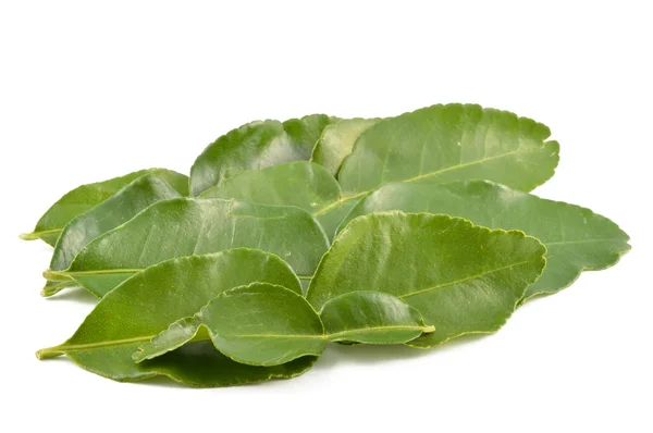 Kaffir lime leaves — Stock Photo, Image