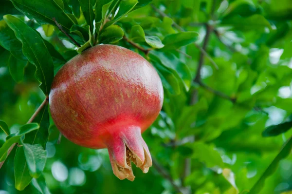 Bright juicy pomegranate — Stock Photo, Image