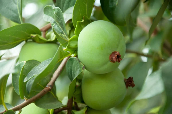 Fruit kaki sur une branche Photos De Stock Libres De Droits