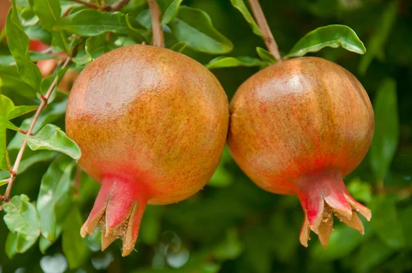 Two pomegranates on a branch — Stock Photo, Image