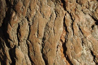 çam kabuğu günbatımı ışığı