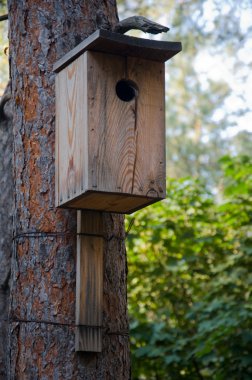 bir ağaca bağlı bir kuş yuvası bir closeup