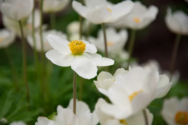 Όμορφα λευκά άνθη — Φωτογραφία Αρχείου