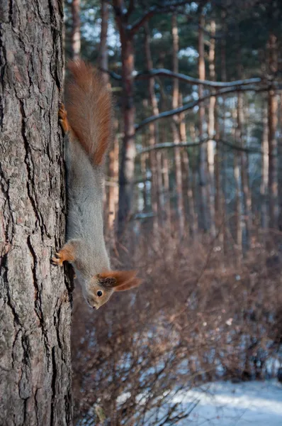 Scoiattolo grigio sull'albero — Foto Stock