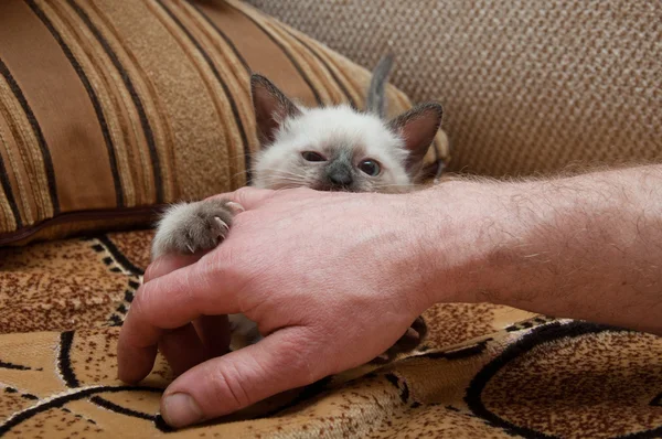 Little kitten bites the hand — Stock Photo, Image