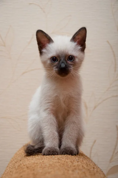 Pretty kitten with blue eyes — Stock Photo, Image