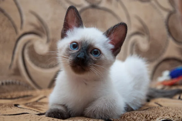 Pretty kitten with blue eyes — Stock Photo, Image