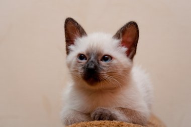 mavi gözlü güzel yavru kedi