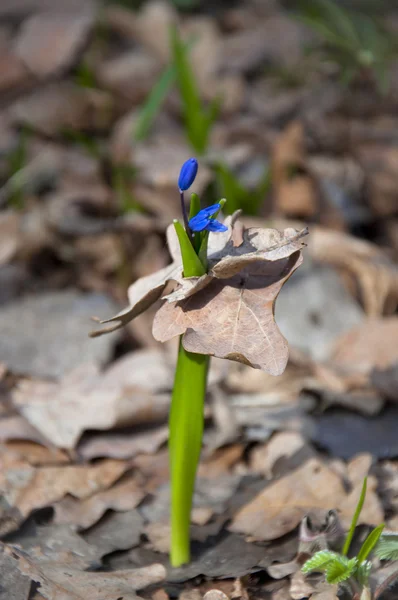 Blue snowdrop in forest — Stock Photo, Image