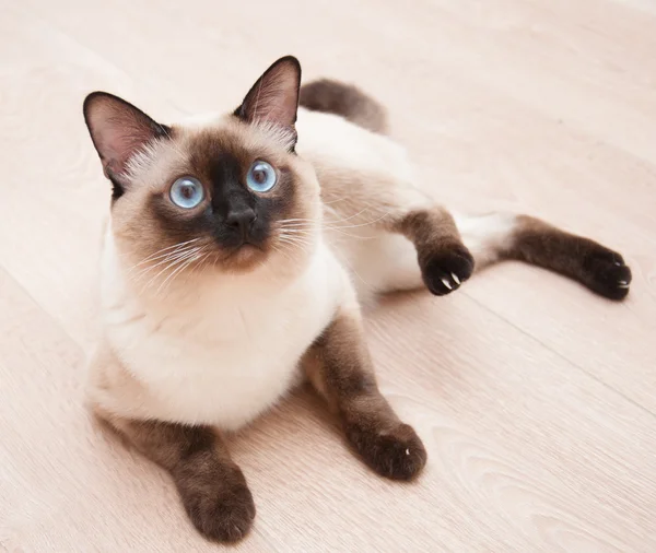 Birman cat — Stock Photo, Image