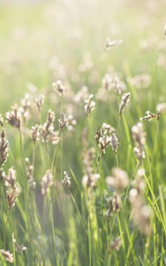 Yeşil güneşli çimen