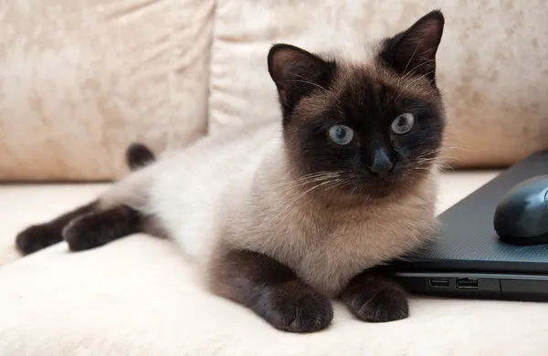 Chat thaï couché sur un canapé beige — Photo