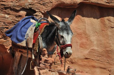petra, İran eşek