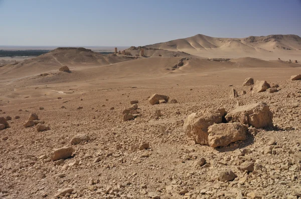 Palmira e deserto — Foto Stock