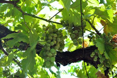 Vitis vinifera (ortak üzüm asma)