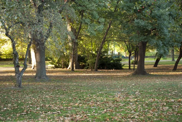 Park in autumn — Stock Photo, Image