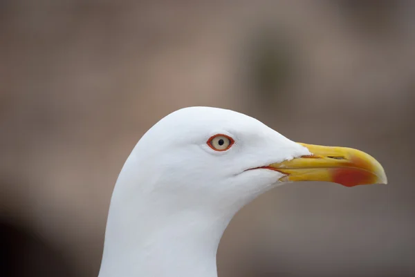 Gaviota en Essaouira —  Fotos de Stock