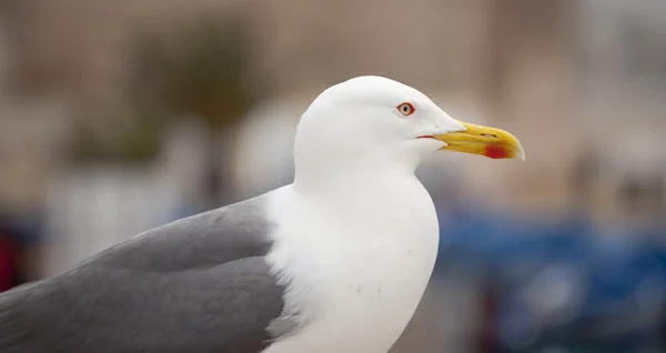 Gaviota (Larus occidentalis ) —  Fotos de Stock