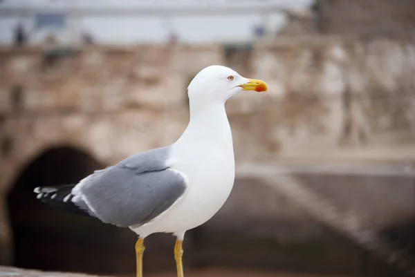 Чайка (Larus occidentalis) ) — стоковое фото