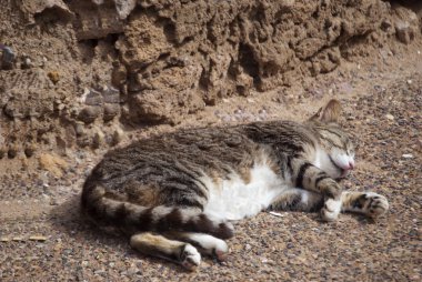Essaouira, morocco uyuyan kedi