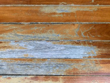 Yeşil pennywort üzerine düşen pembe çiçekler ya da Gülle Topu ağacı ya da gündüz vakti güpegündüz yetişen Gotu kola otu.