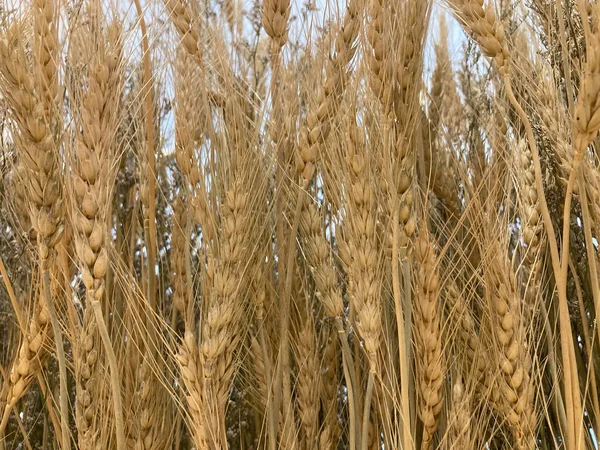 Beyaz çimento duvarı olan kurutulmuş kahverengi buğday buketinin tam kare görüntüsü, arka plan için kullanılır.