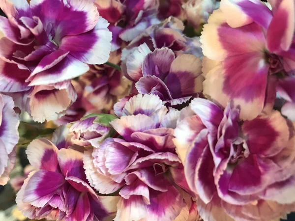 arka plan için kullanılan sıcak ışık altında çekilen grup halinde mor ve beyaz karanfil çiçekleri