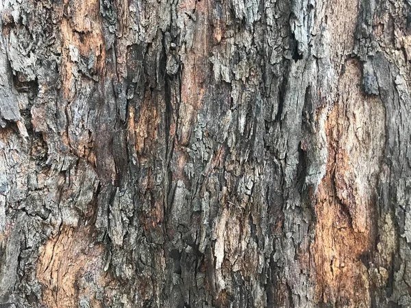 Árbol Viejo Gris Marrón Con Increíble Textura Patrón Luz Del —  Fotos de Stock