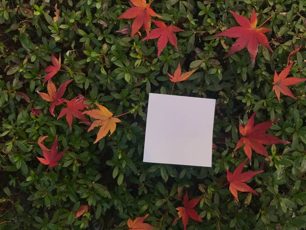 Kwadratowy Pusty Biały Papier Jest Małych Zielonych Liściach Czerwonych Liściach — Zdjęcie stockowe
