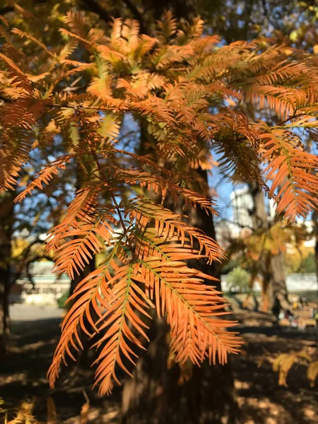 Beautiful Autumn Sunlight Shines Orange Leaves Its Tree Tokyo Park — Stockfoto