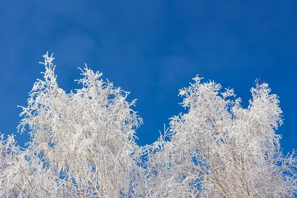 푸른 하늘을 배경으로 하얀 나무들 — 스톡 사진