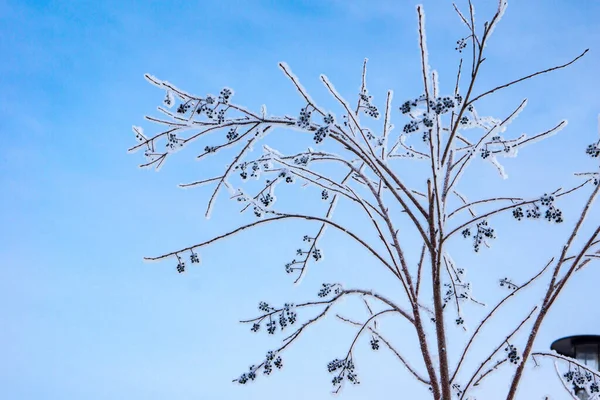 하늘을 배경으로 겨울에 열매가 관목은 서리로 — 스톡 사진