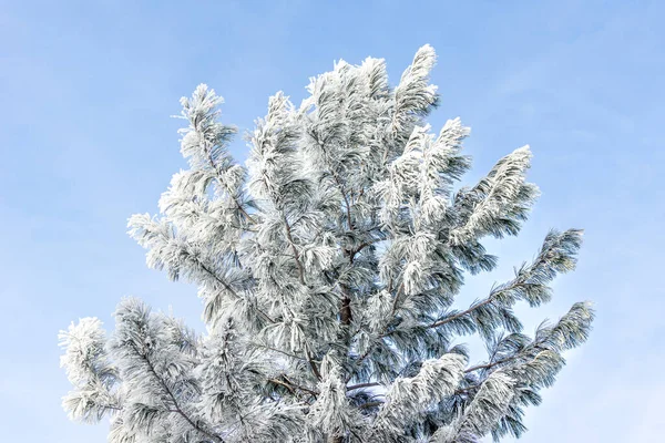 针叶树 松木或雪松在严重霜冻后被霜冻覆盖 — 图库照片