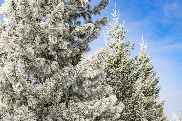 寒流把树木覆盖上了一层白霜 大量的霜冻在树上因为极度的寒冷 选择性的集中 — 图库照片