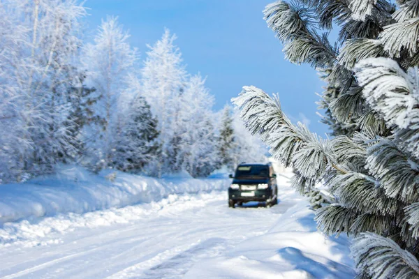 Tall Eller Cederträ Grenar Täckt Med Frost Från Svår Frost Stockbild