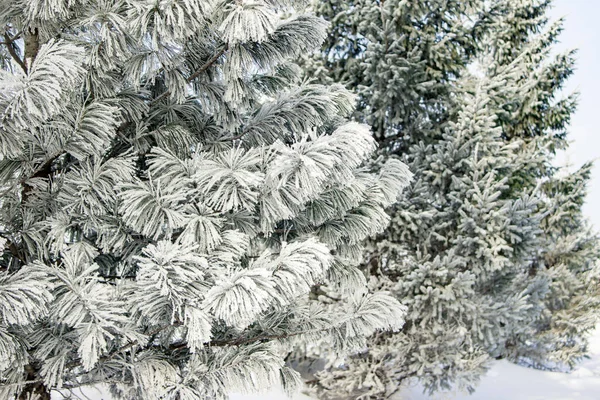 Uma onda de frio veio e as árvores foram cobertas com geada — Fotografia de Stock