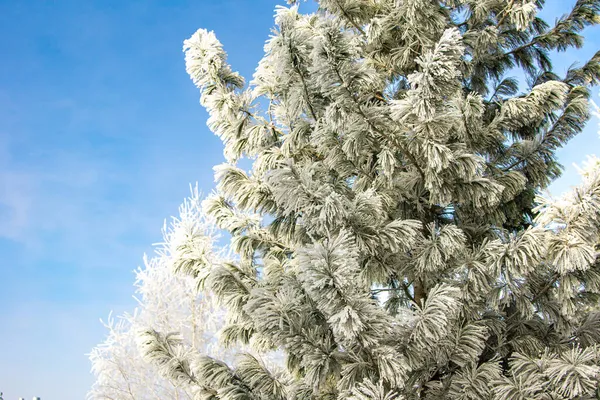 松树枝干上覆盖着霜冻，覆盖着严寒和高湿度的桦树，外面覆盖着霜冻 — 图库照片