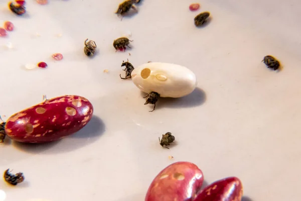 Bugs Mortos Uma Placa Com Feijão Danificado Foco Seletivo — Fotografia de Stock