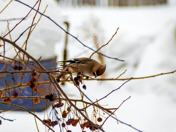 Depilação Pássaro Taiga Alimenta Frutos Congelados Macieira Siberiana Inverno — Fotografia de Stock